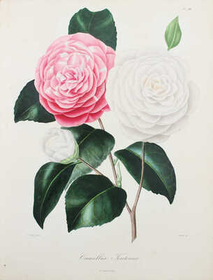 [Берлез Л. Иконография рода камелий или описание и изображения самых красивых и редких камелий...В 3 т.]